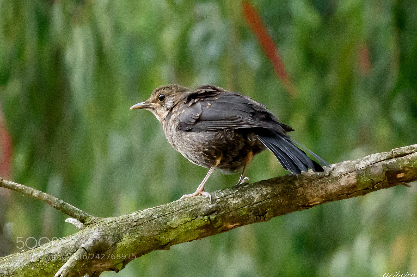 Nikon D5500 sample photo. Wood thrush (turdus philomelos) photography