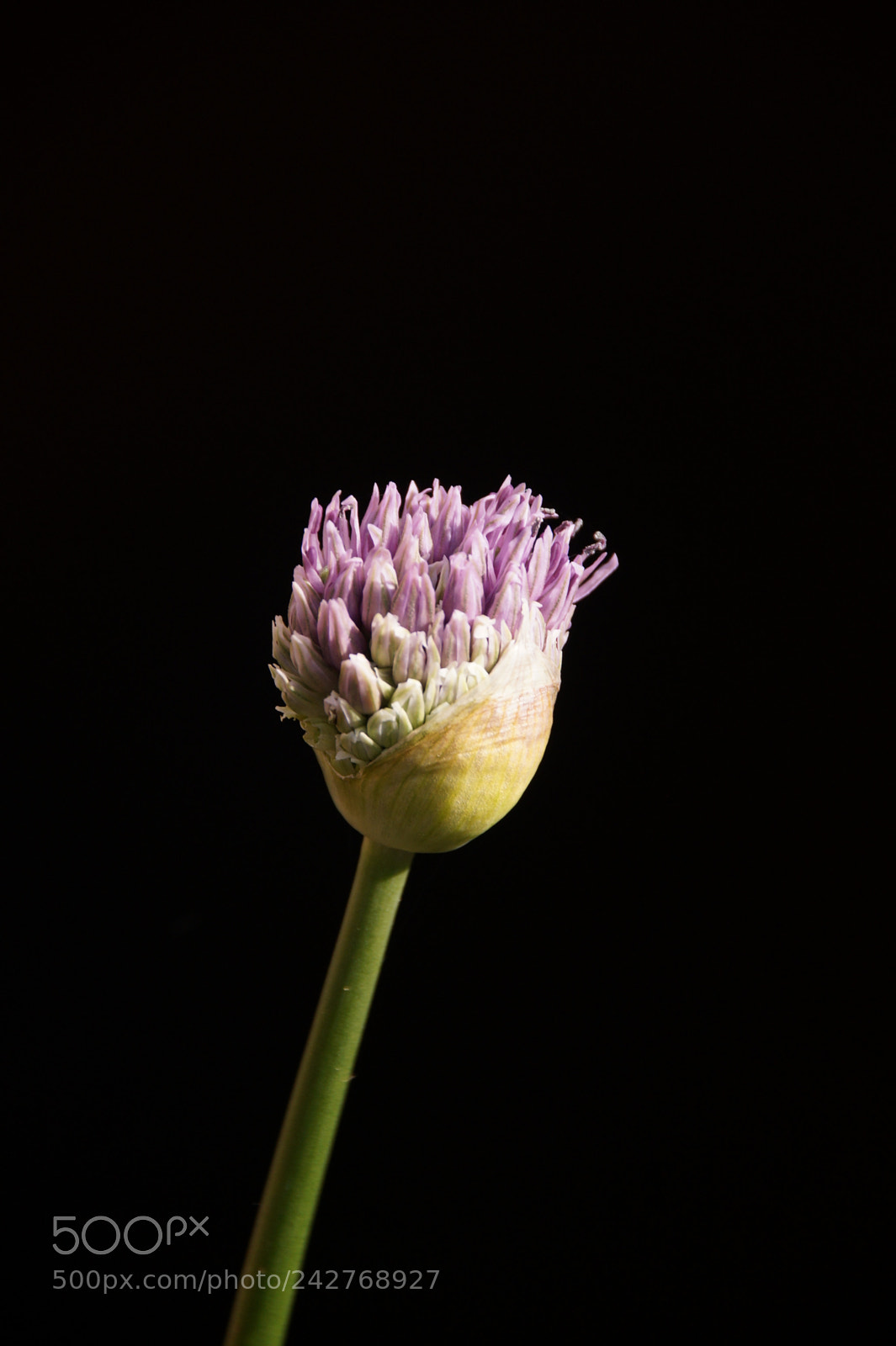 Sony SLT-A58 sample photo. Wilder knoblauch photography