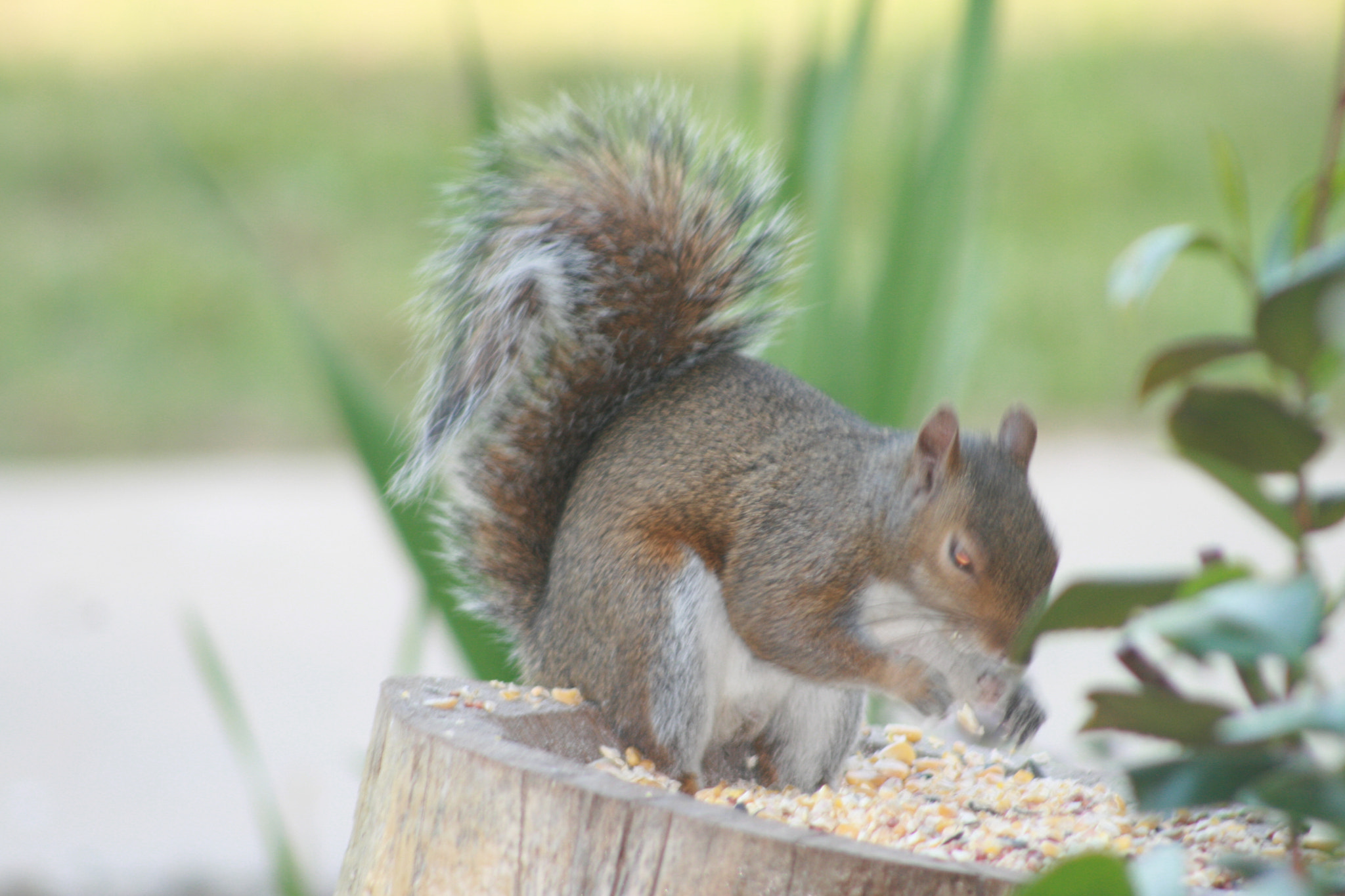 EF75-300mm f/4-5.6 sample photo. Squirrel photography