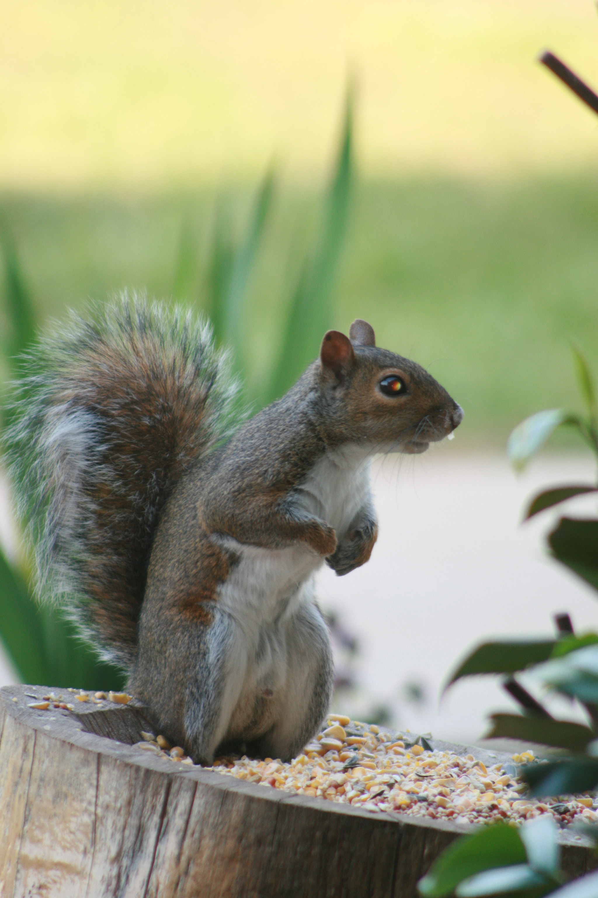 EF75-300mm f/4-5.6 sample photo. Squirrel photography