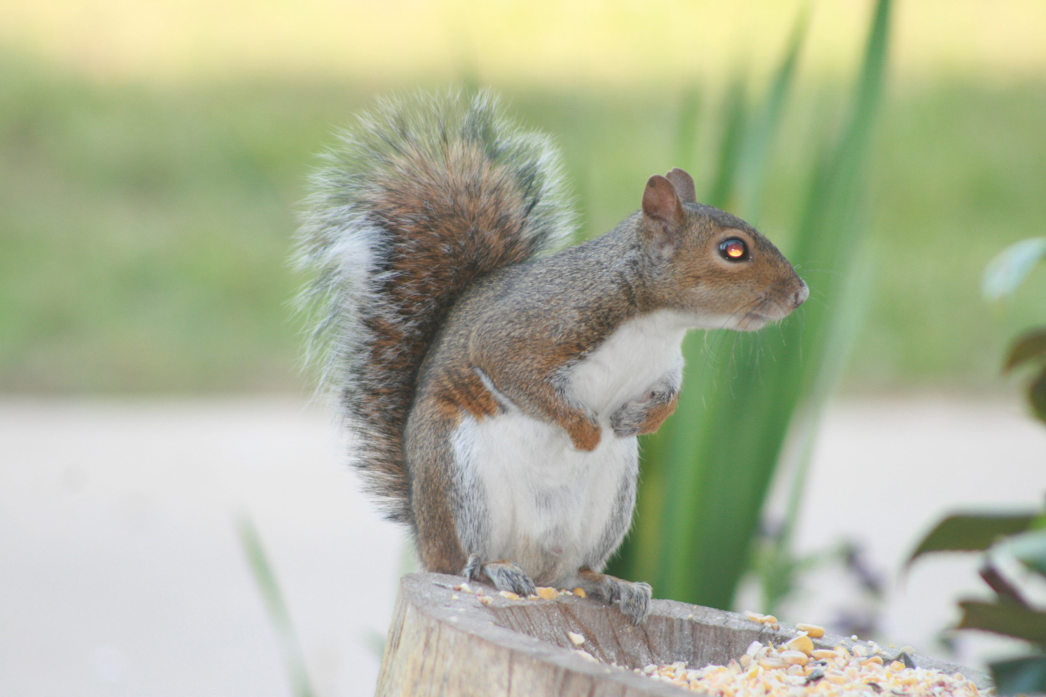 EF75-300mm f/4-5.6 sample photo. Squirrel photography