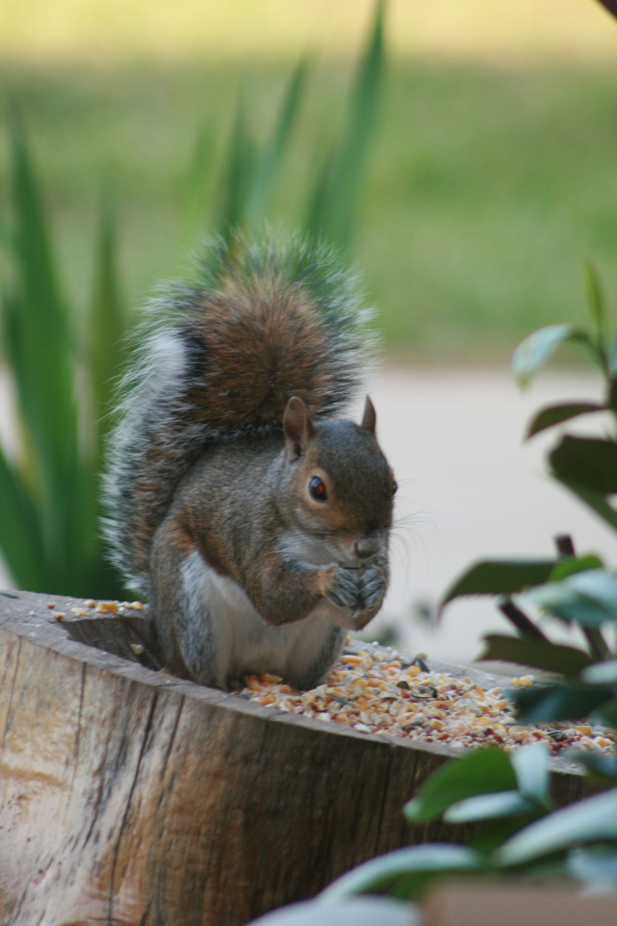 EF75-300mm f/4-5.6 sample photo. Squirrel photography
