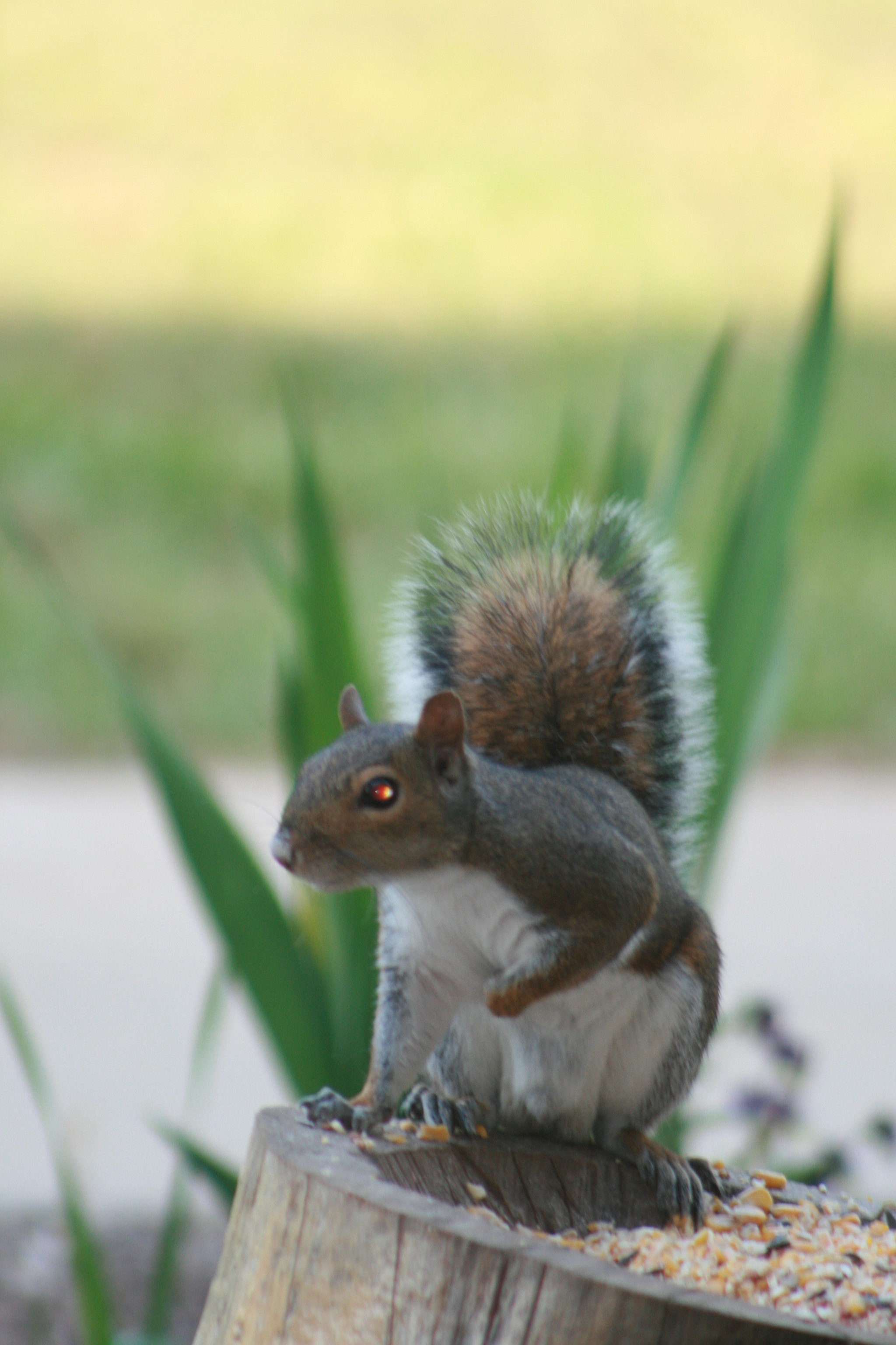 EF75-300mm f/4-5.6 sample photo. Squirrel photography