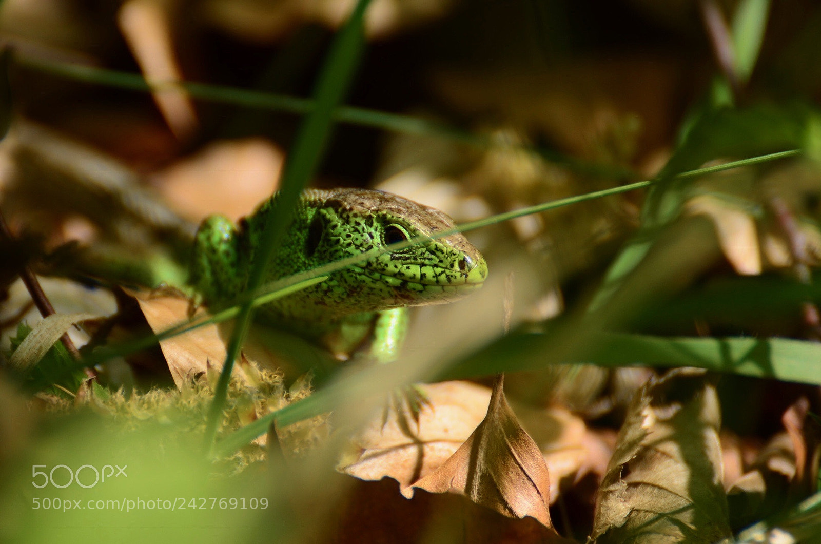 Nikon D5100 sample photo. Lizard photography