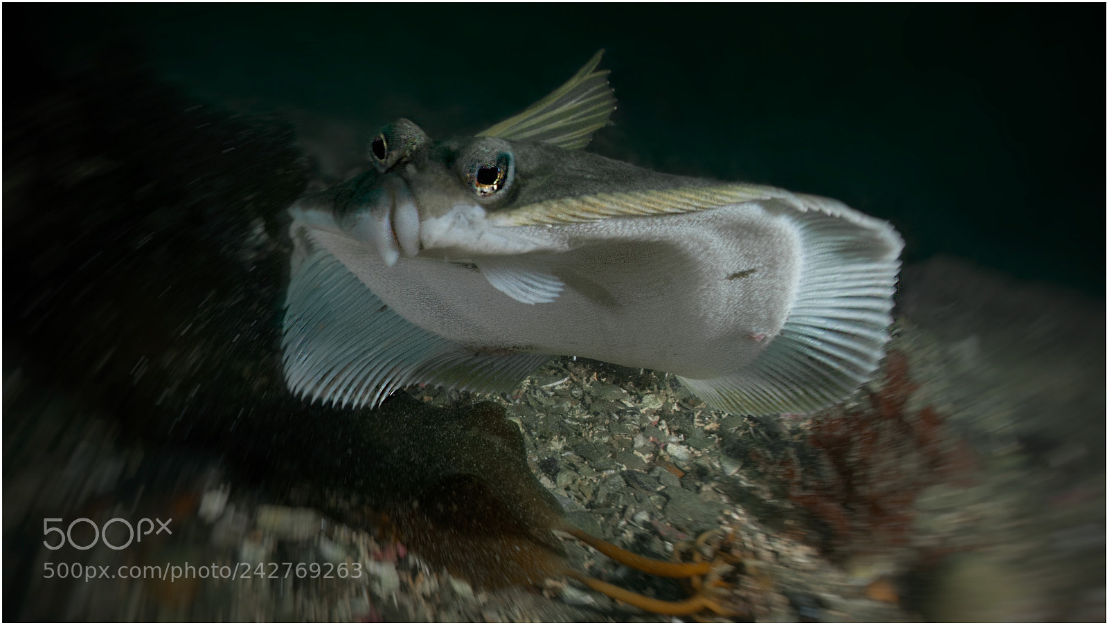 Nikon D800E sample photo. Speedy flounder photography