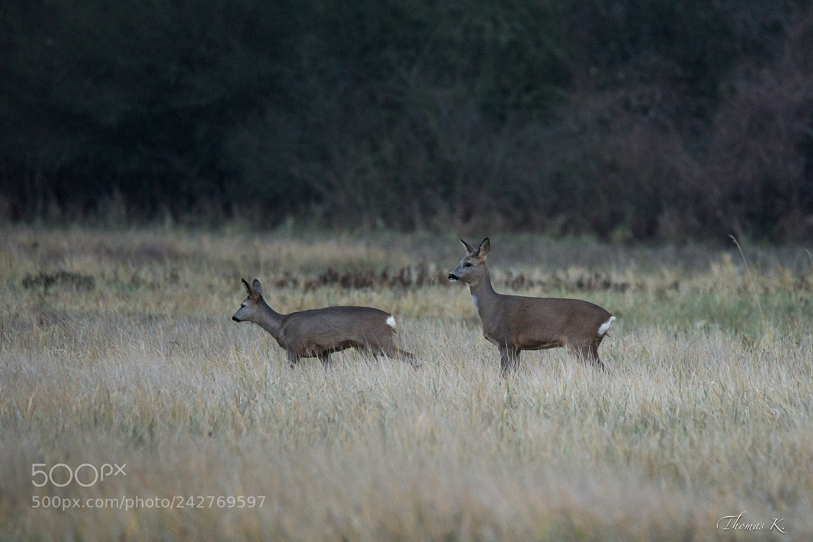 Sony SLT-A99V sample photo. European roe deer photography
