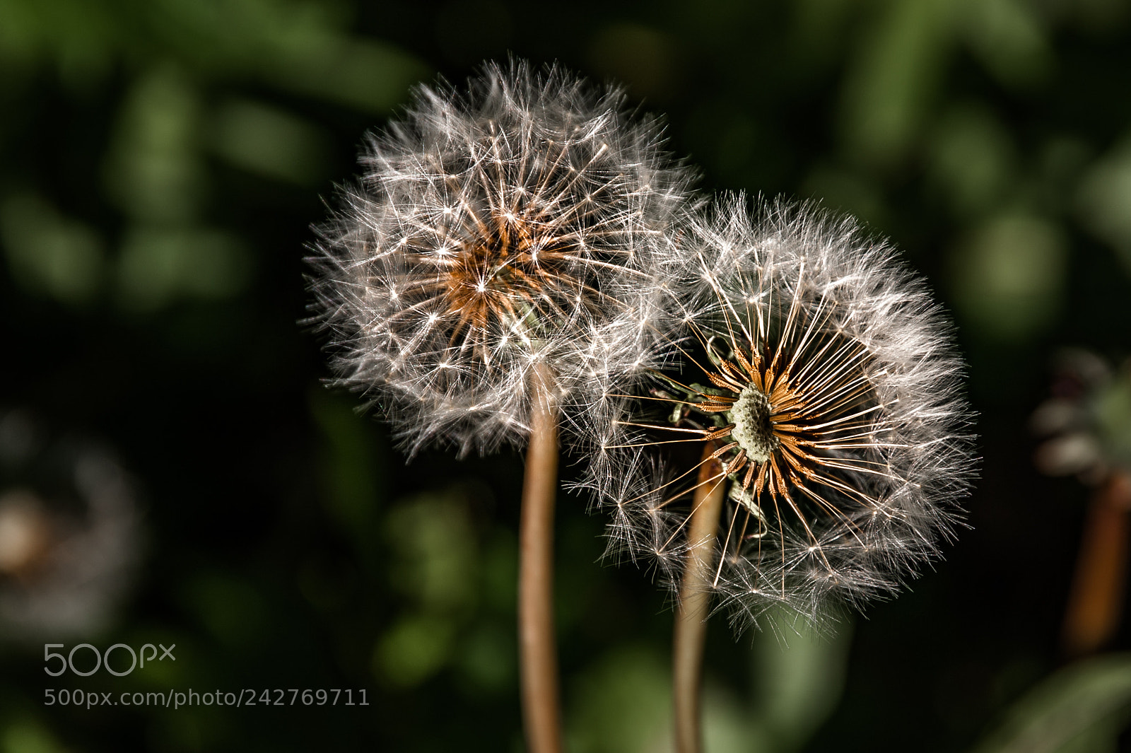 Nikon D700 sample photo. Dandelion  photography