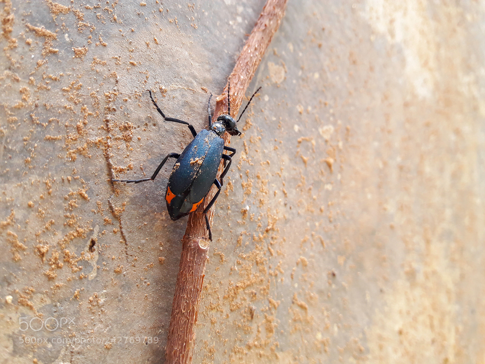 Samsung Galaxy J7 sample photo. Black insects with blue photography