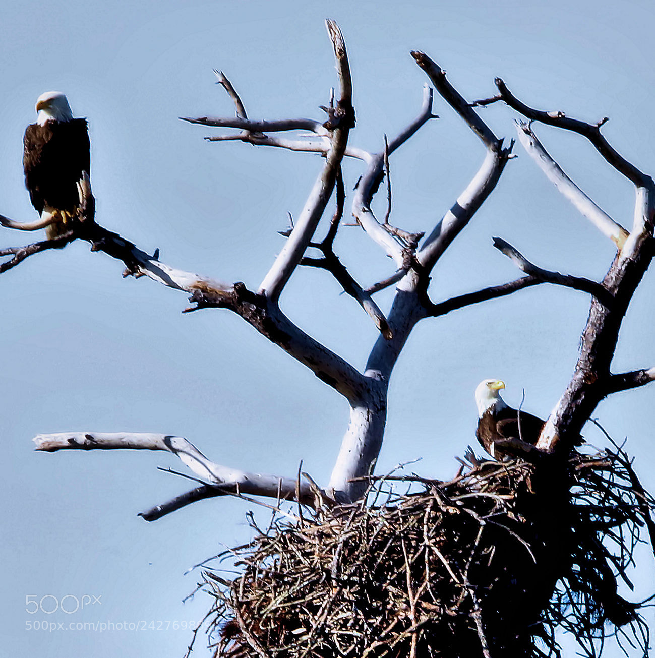 Canon EOS 7D Mark II sample photo. Eagle photography