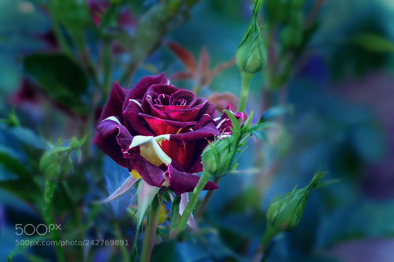 Nikon D300 sample photo. Я такая ... растакая  красавица... photography