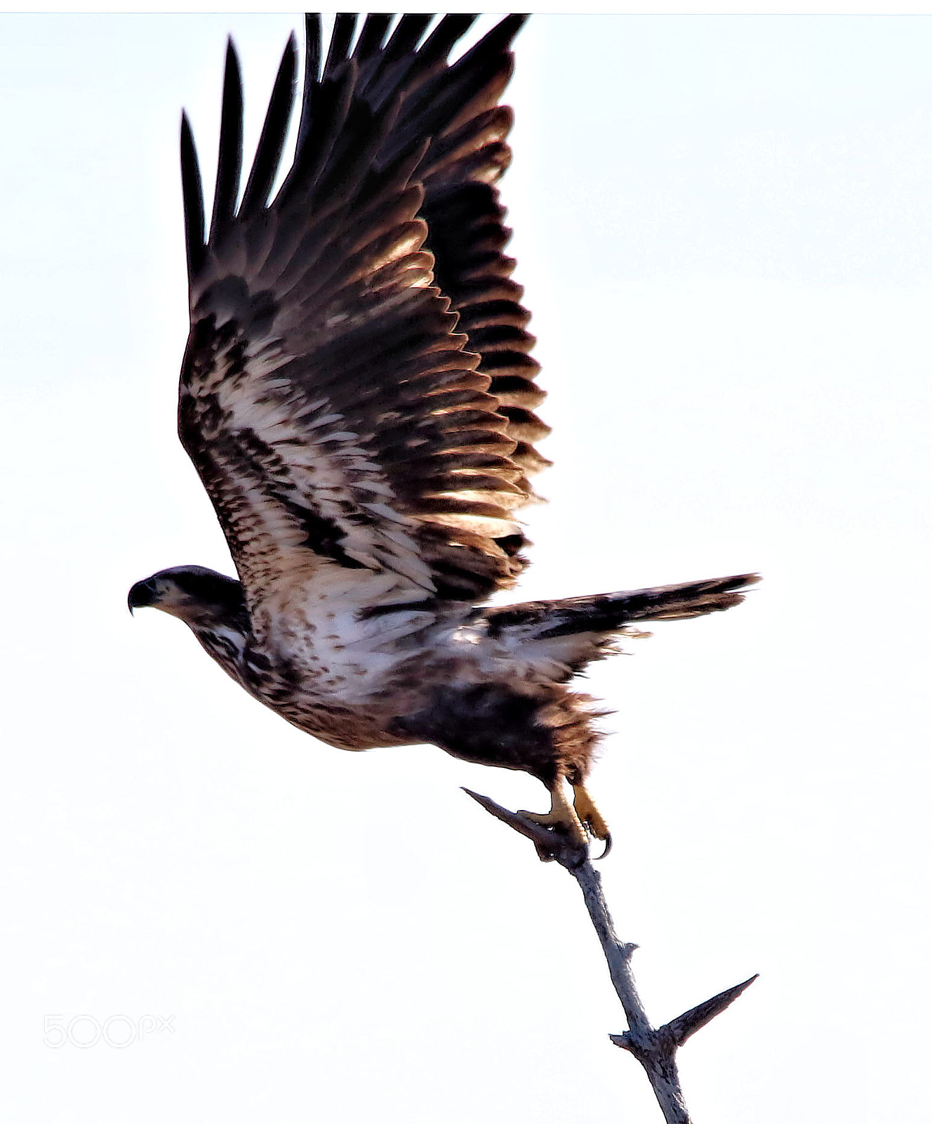 Canon EOS 7D Mark II sample photo. Hawk photography