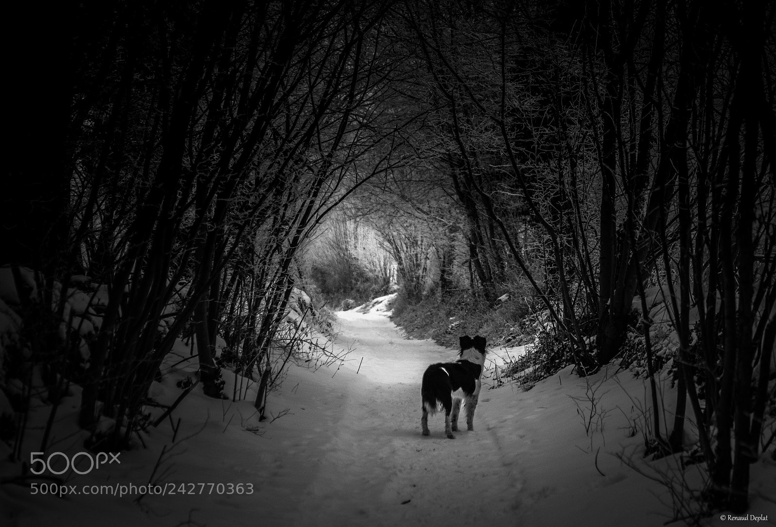 Nikon D500 sample photo. Le chemin... photography