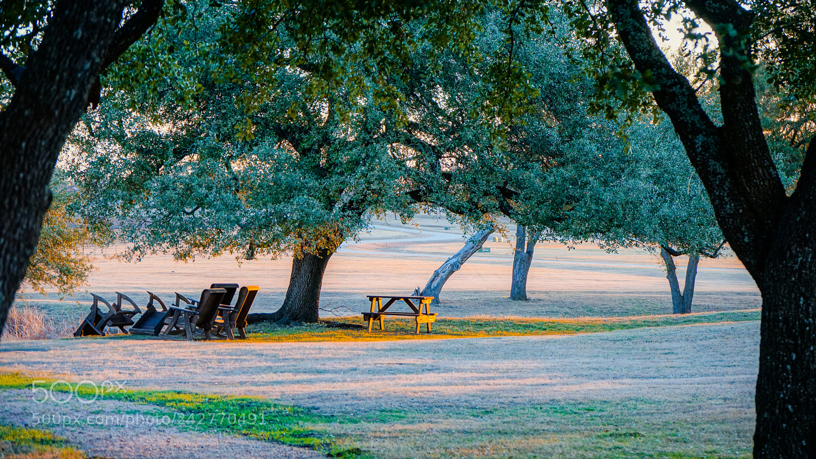 Sony a6500 sample photo. Vineyard at florence photography