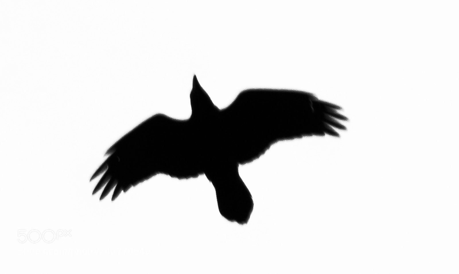 Canon EOS 60D sample photo. The raven photography