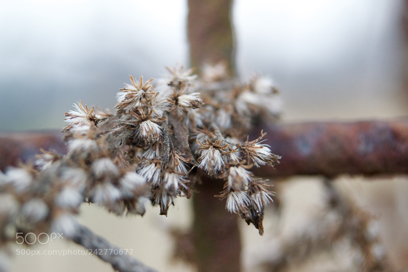 Nikon D3100 sample photo. Trapped flowers photography