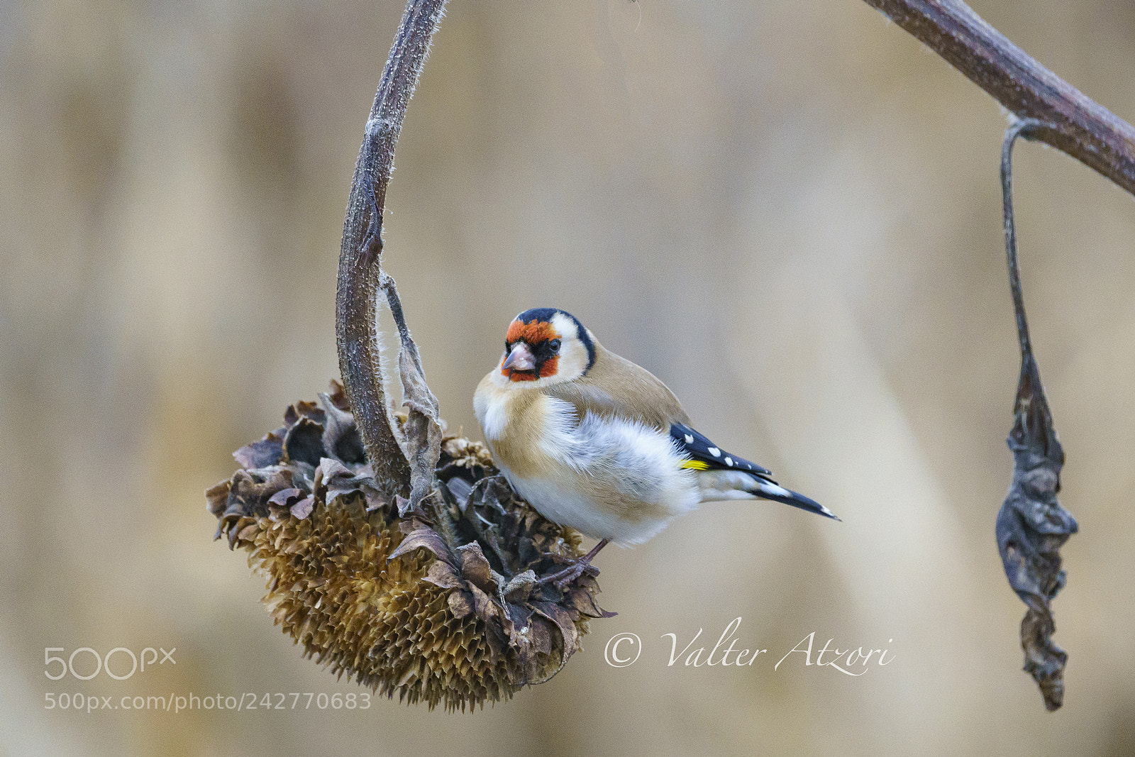 Sony a7R III sample photo. Golgfinch photography