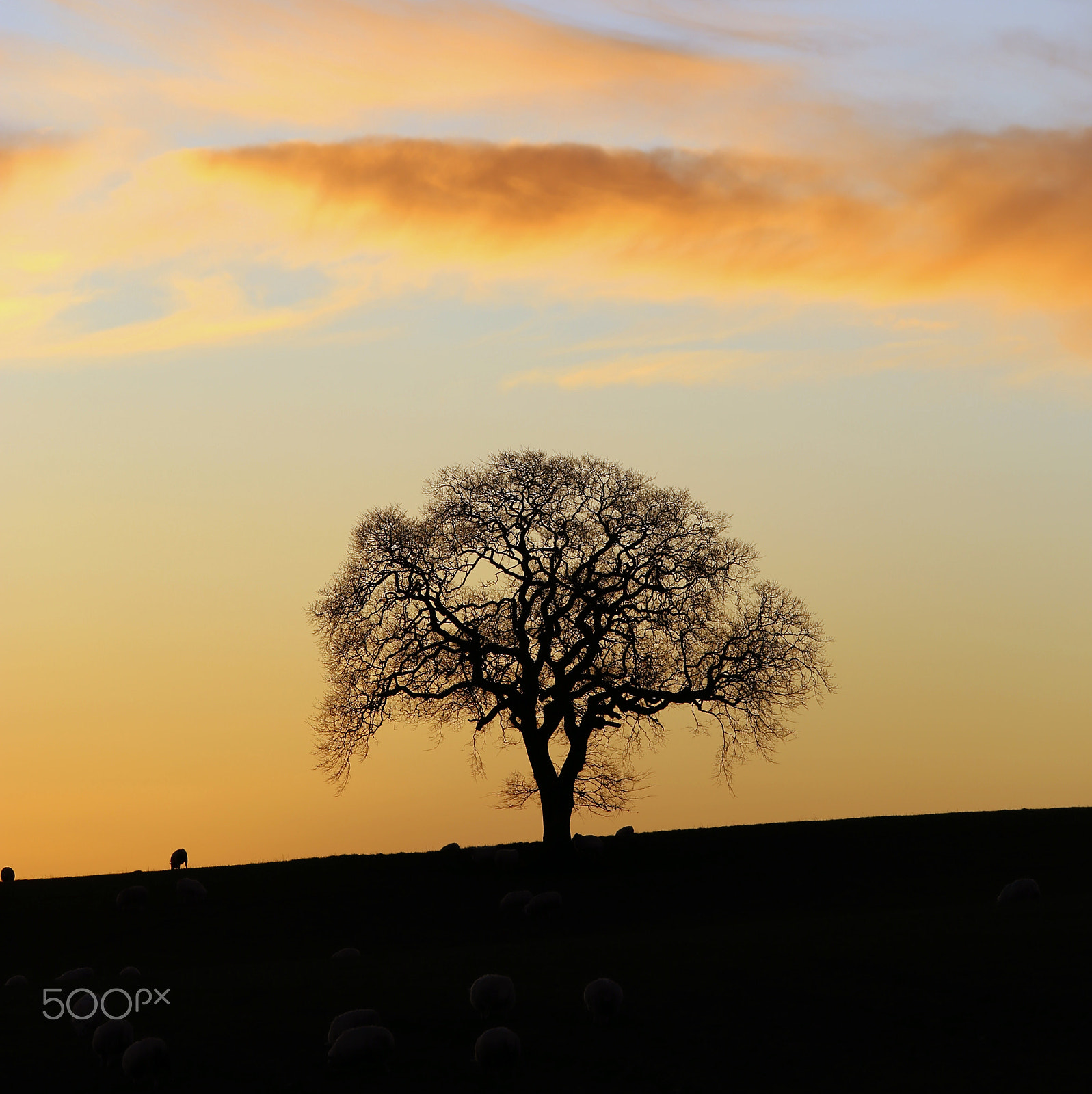 Canon EOS 6D + Canon EF 70-200mm F4L IS USM sample photo. Tree photography