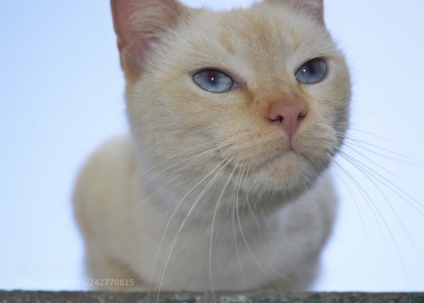 Nikon D3200 sample photo. Ursu seeing a mouse photography