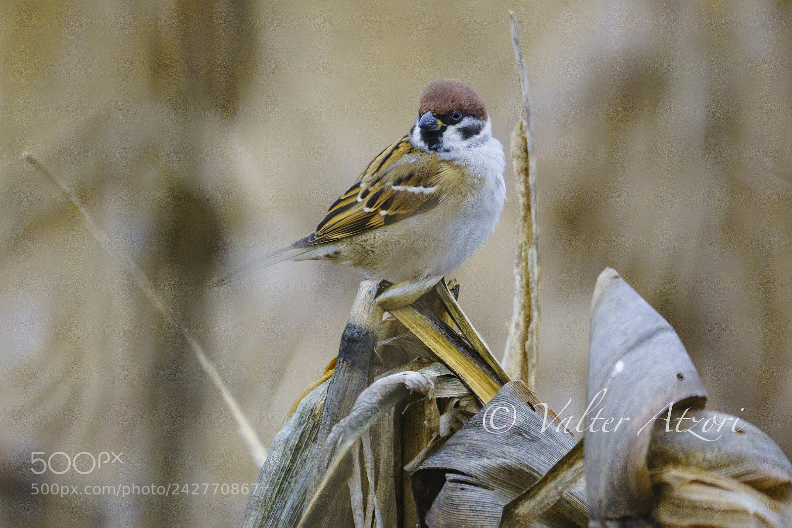 Sony a7R III sample photo. Sparrow photography
