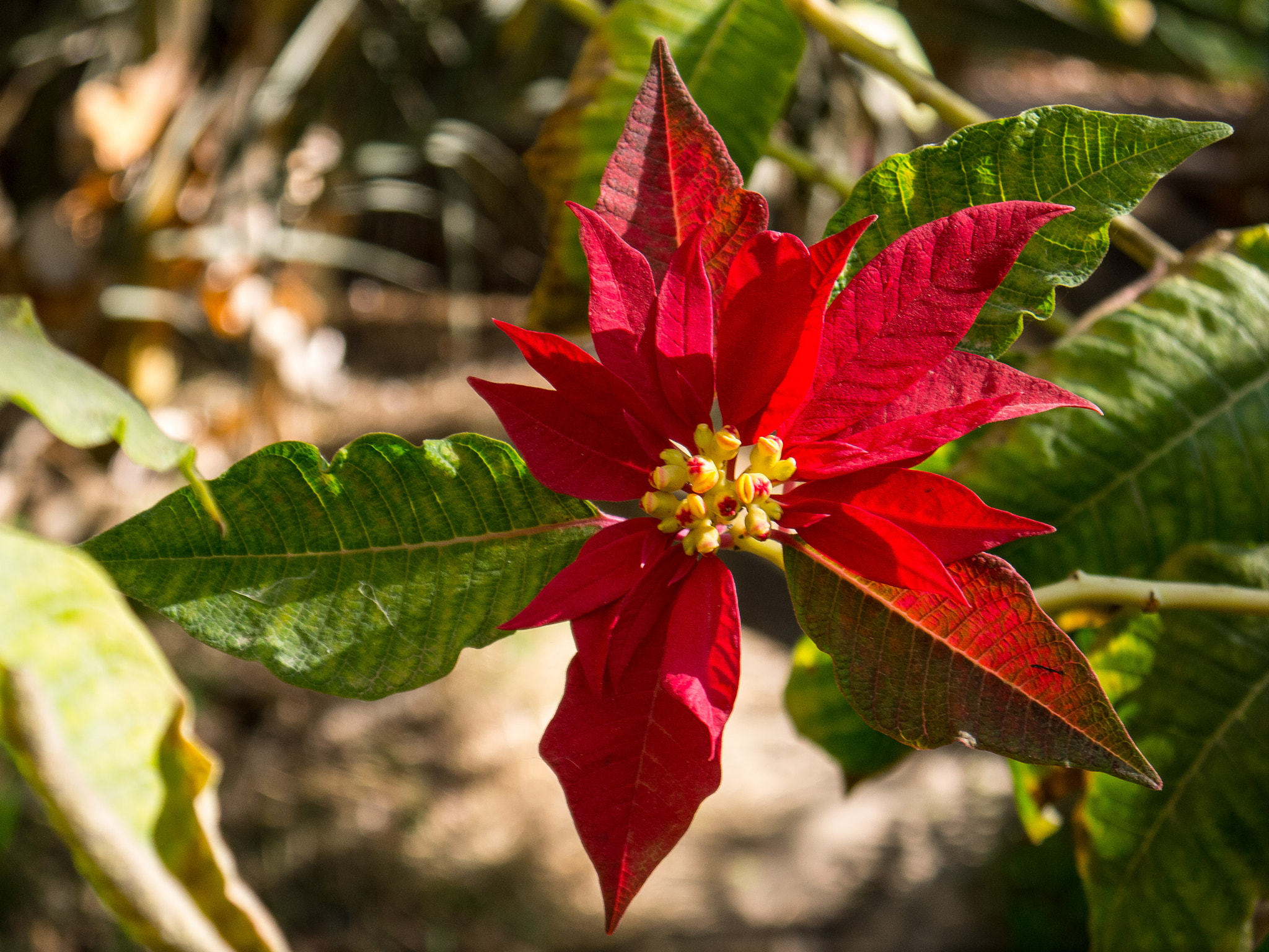 Panasonic Lumix DMC-GF3 sample photo. Beautiful red flower photography