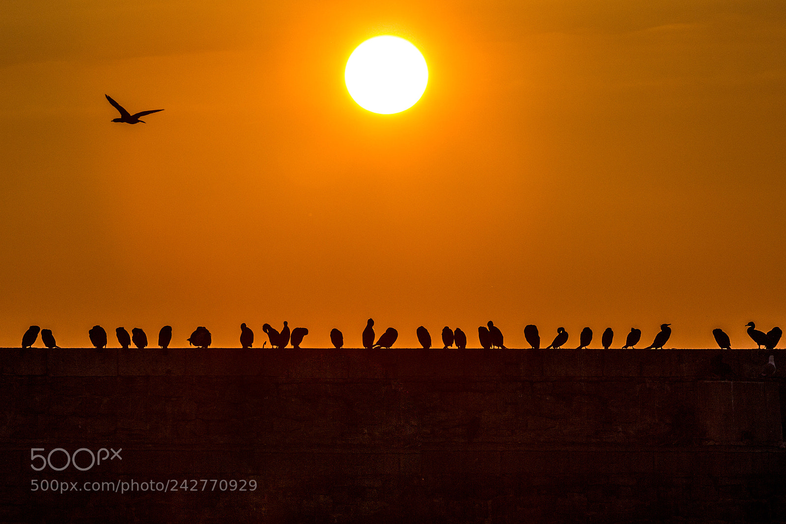 Canon EOS 60D sample photo. Birds photography
