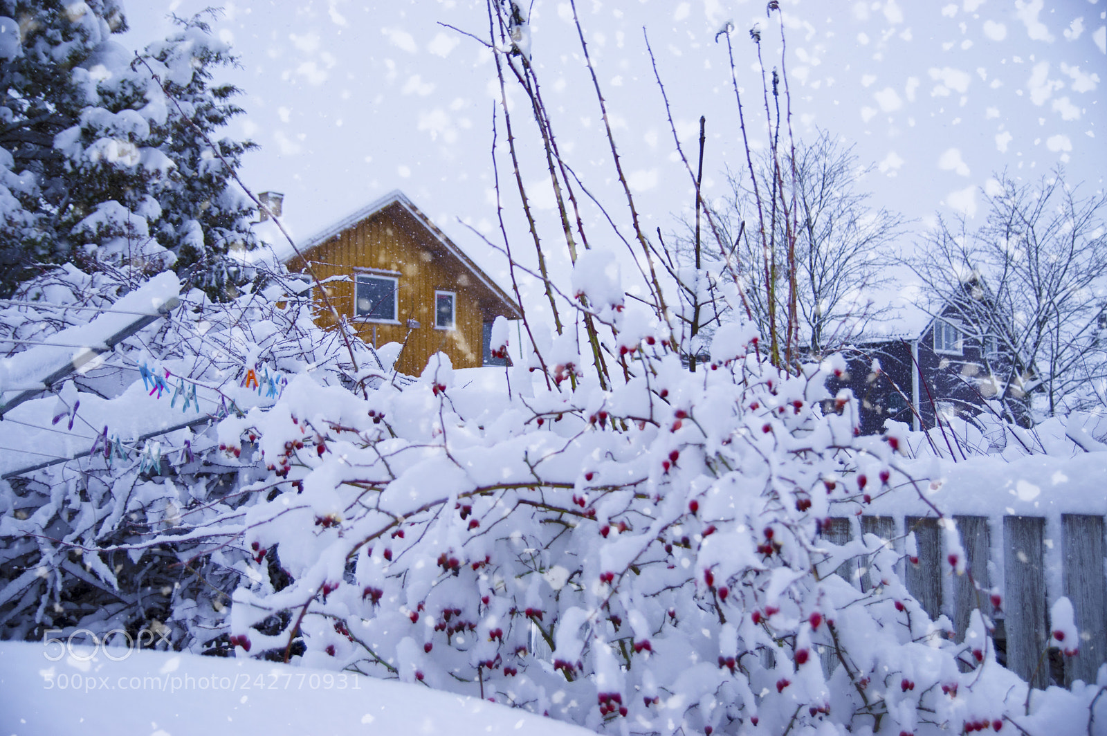 Pentax K-3 II sample photo. Winter wonderland photography