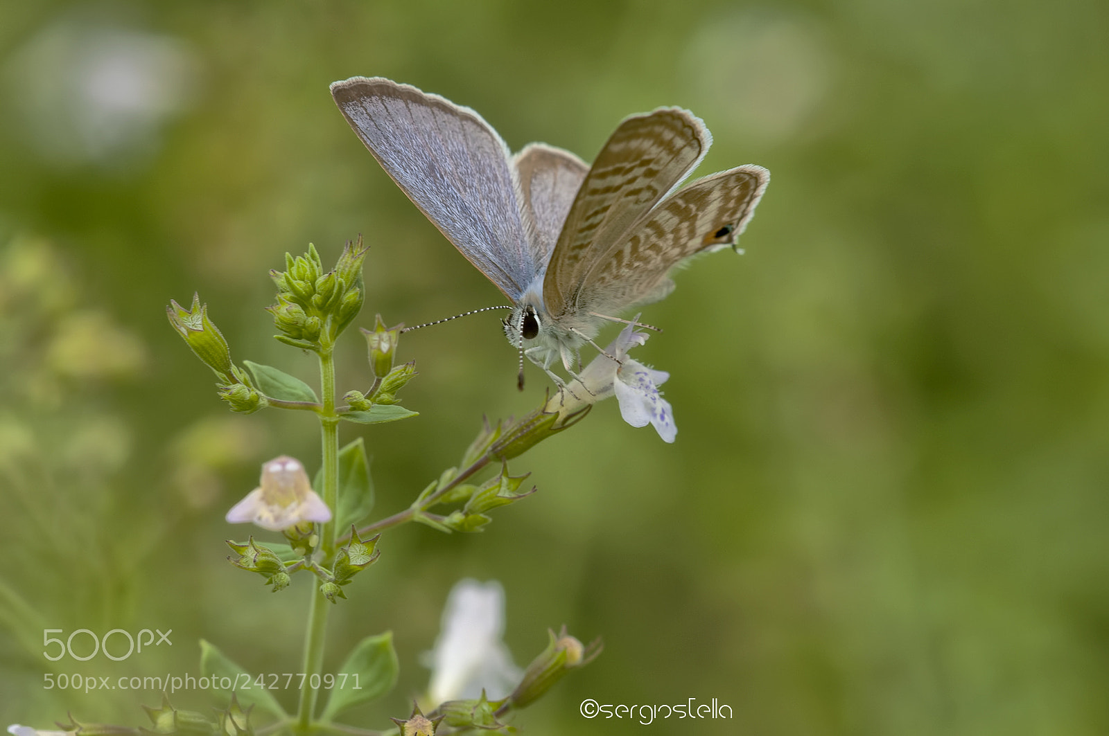Nikon D90 sample photo. Long-tailed blue____ photography