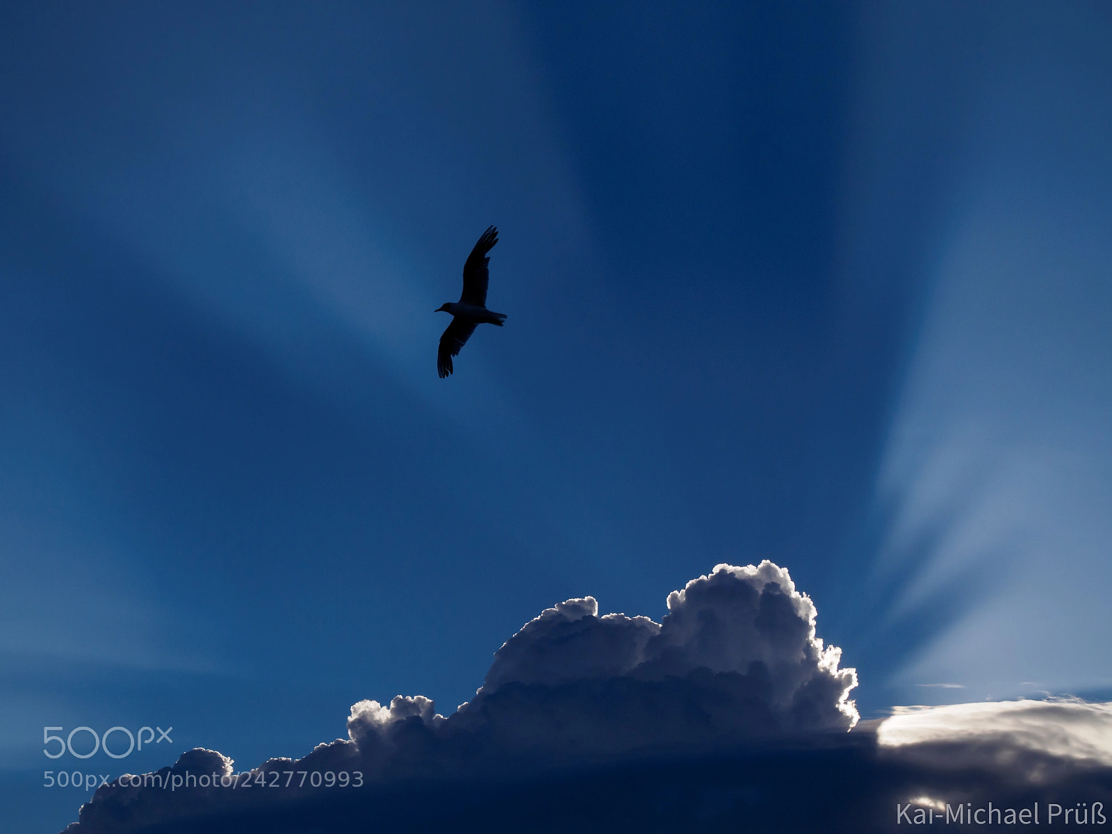 Olympus OM-D E-M10 II sample photo. Sunray seagull photography