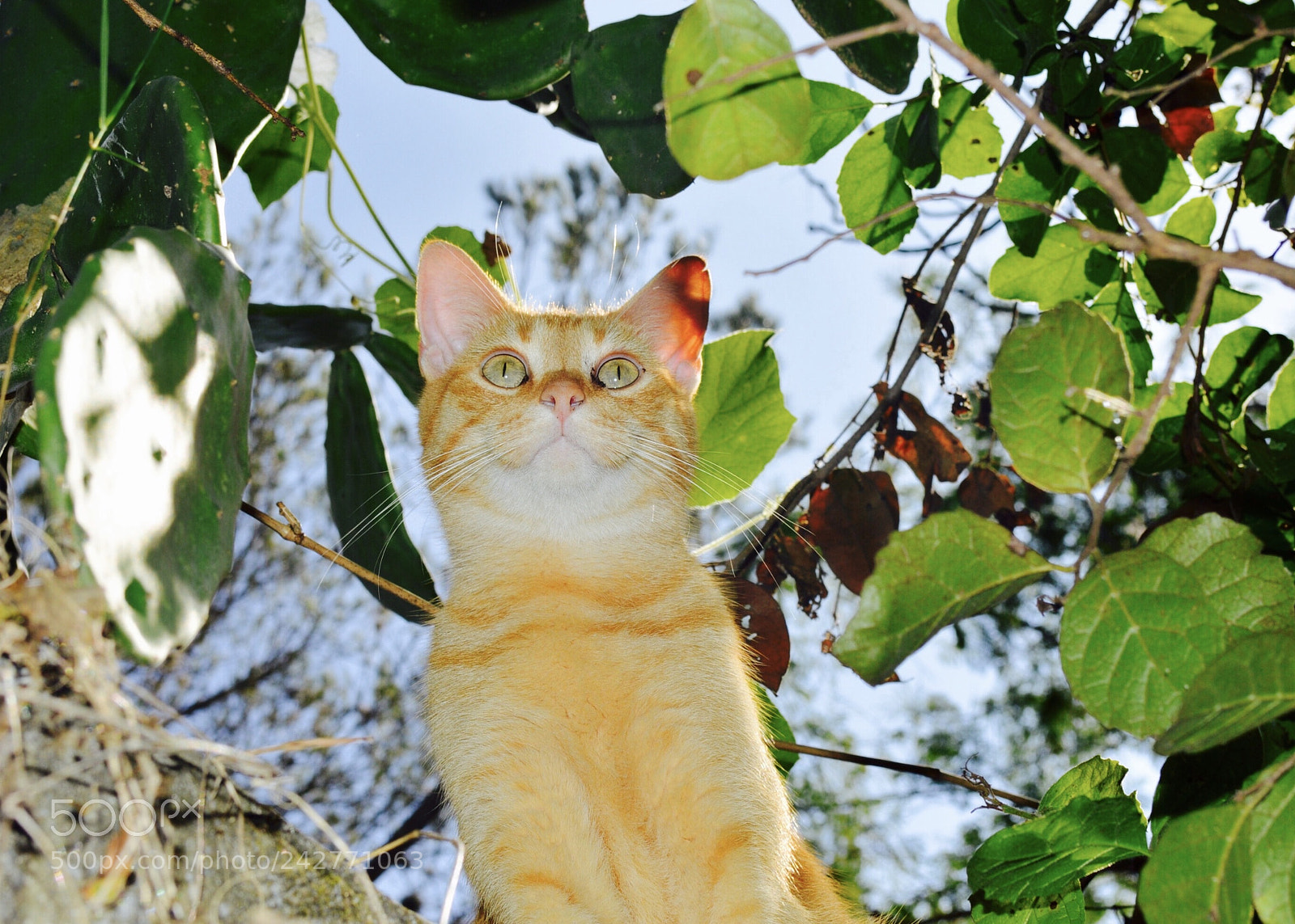 Nikon D3200 sample photo. My lovely maky photography