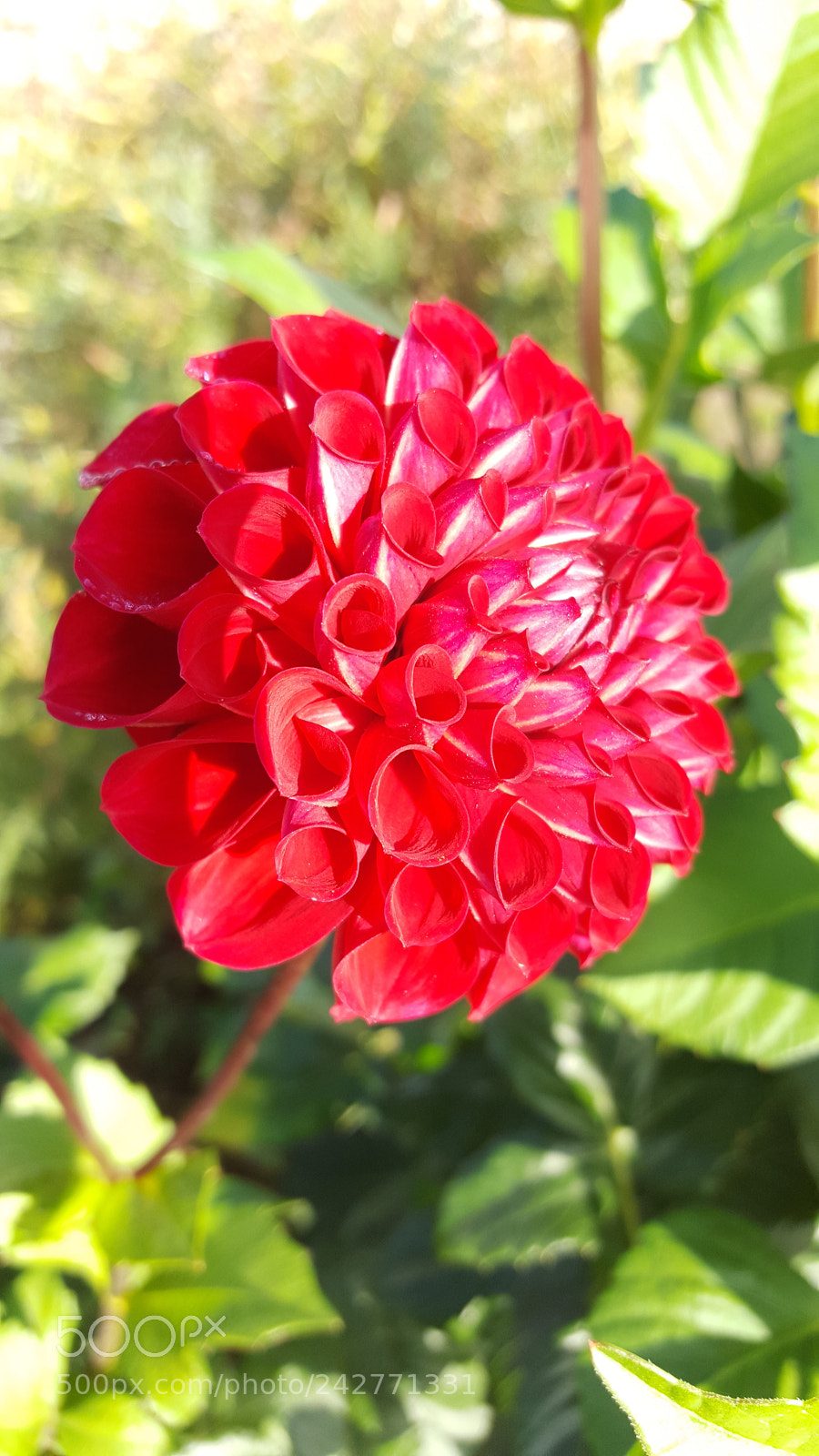 Samsung GALAXY S6 edge sample photo. Untitled photography