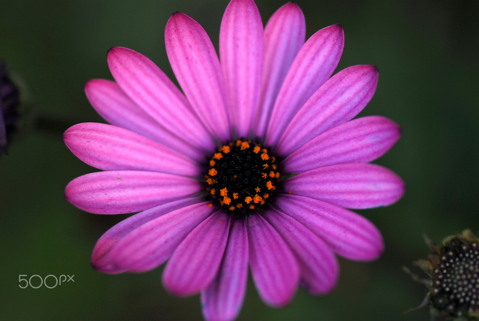 Nikon D200 sample photo. Blooming in severe winter photography