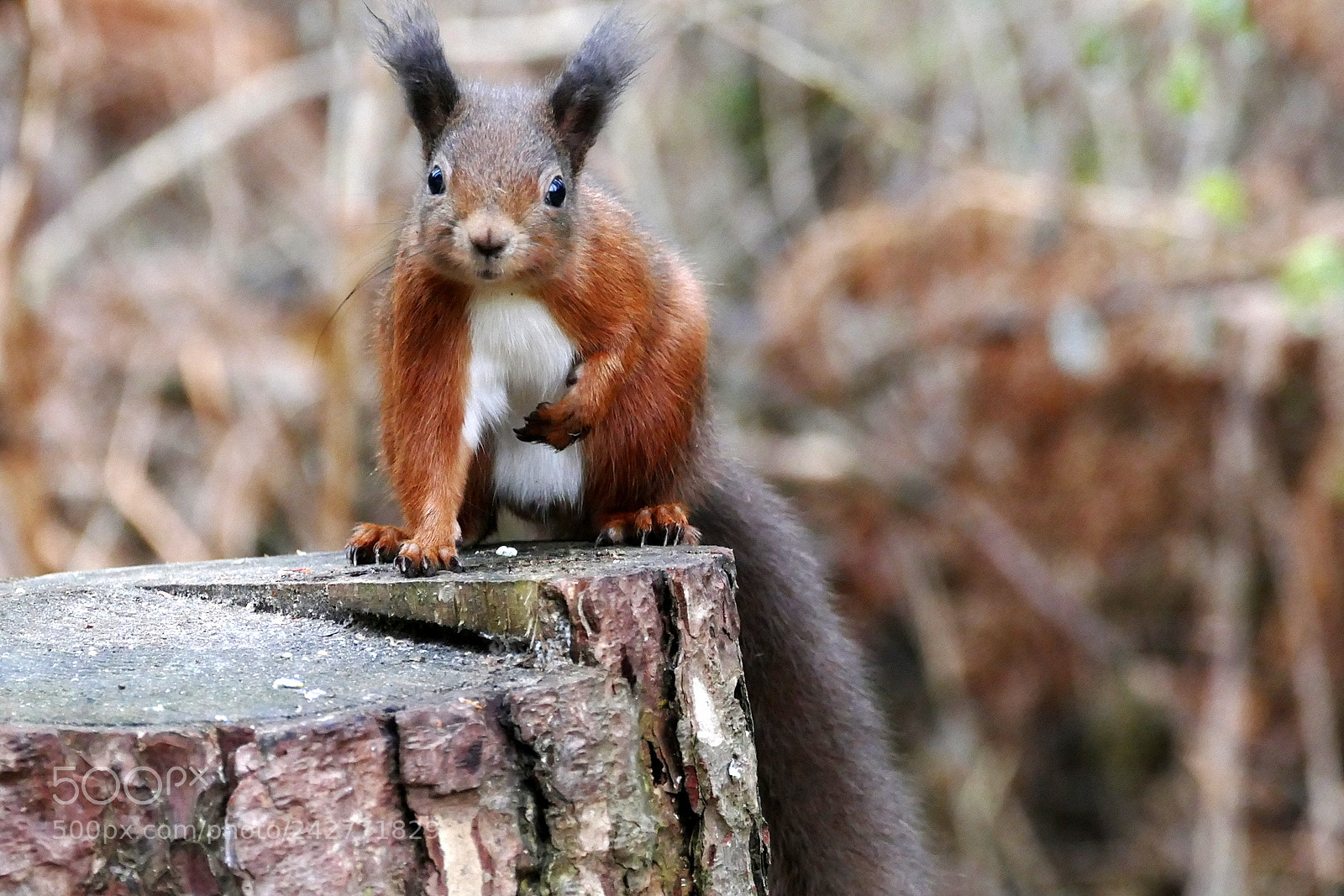 Panasonic Lumix DMC-FZ1000 sample photo. Red squirrel photography