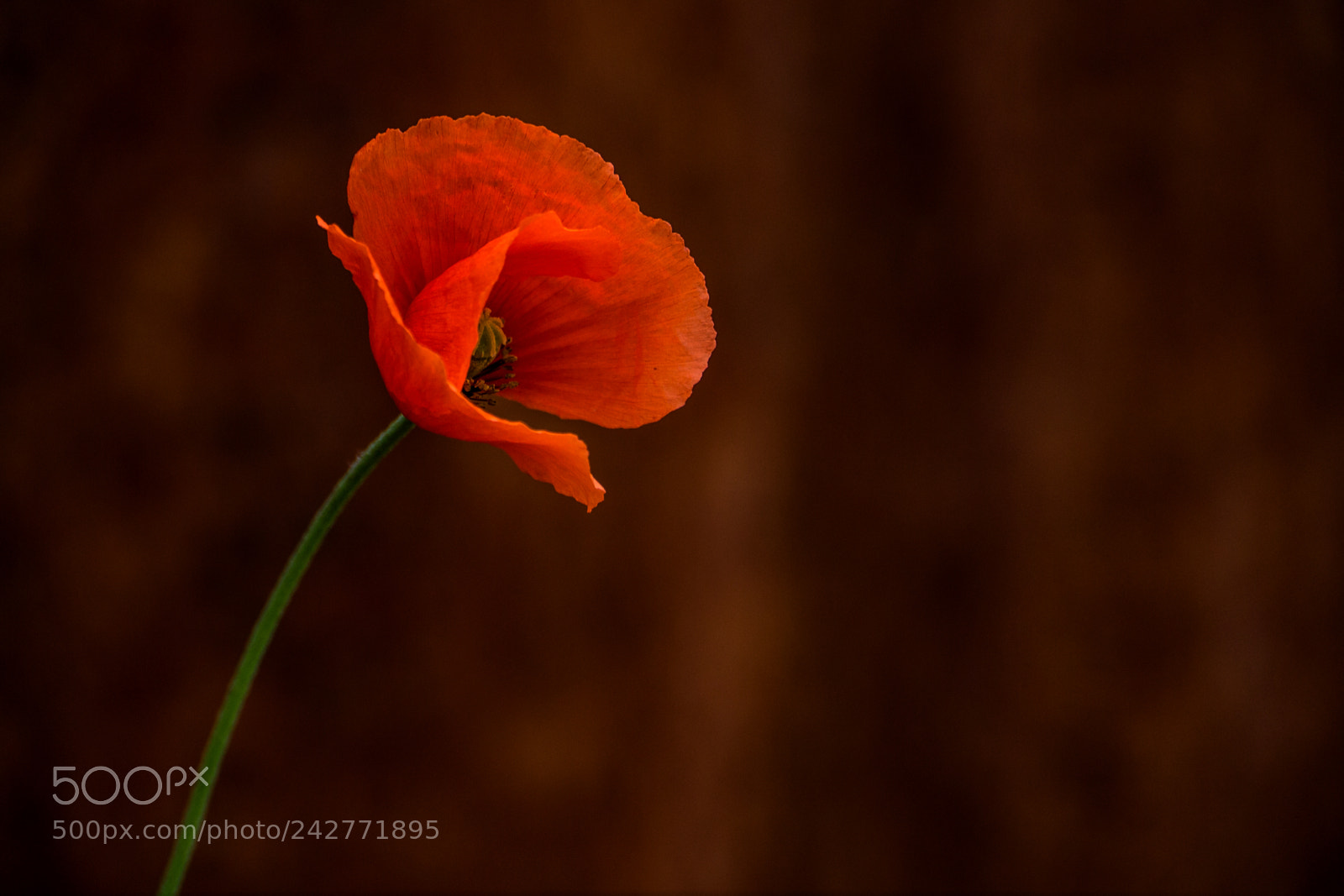 Panasonic Lumix DMC-G3 sample photo. Poppy photography