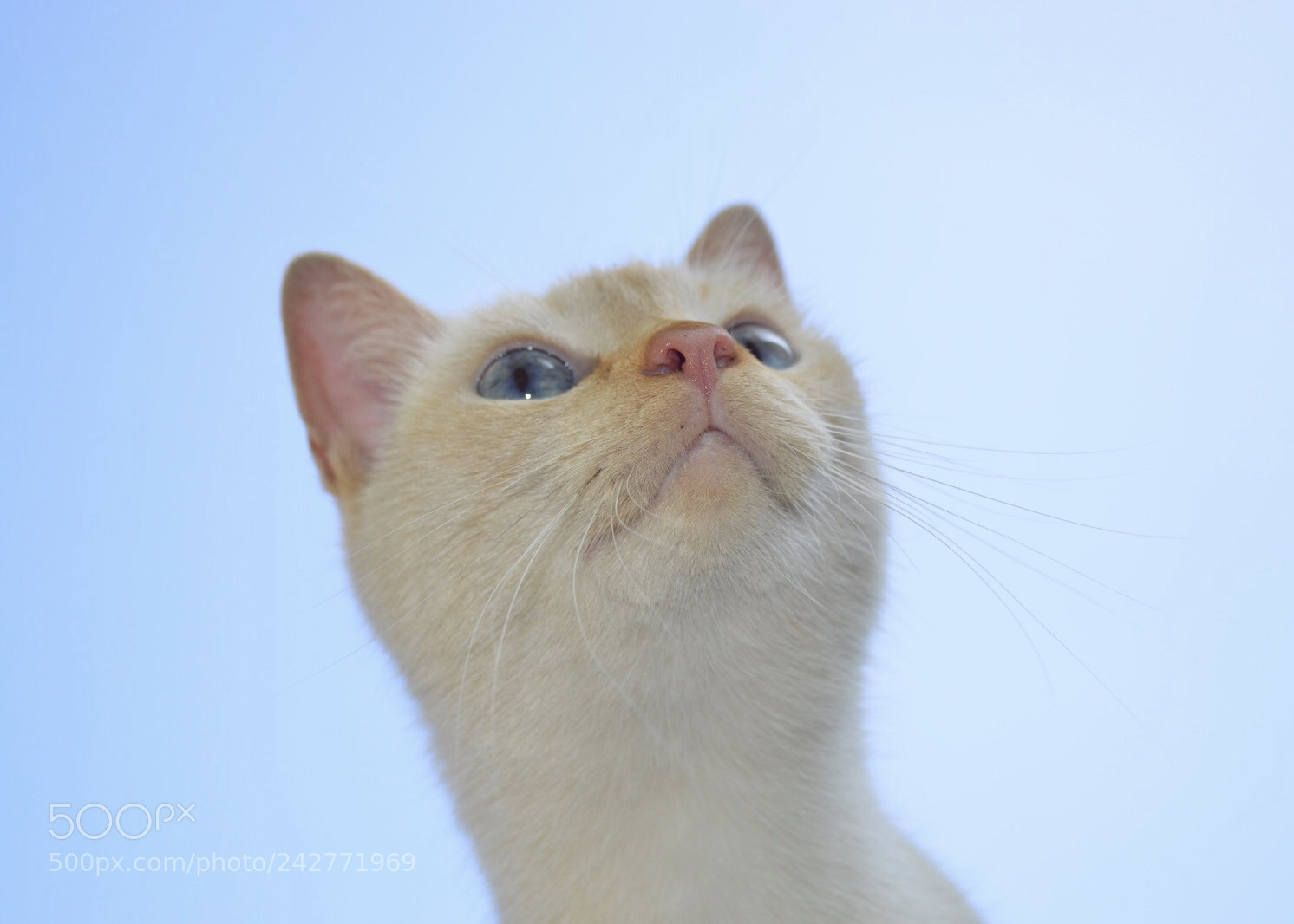 Nikon D3200 sample photo. Ursu is alert photography