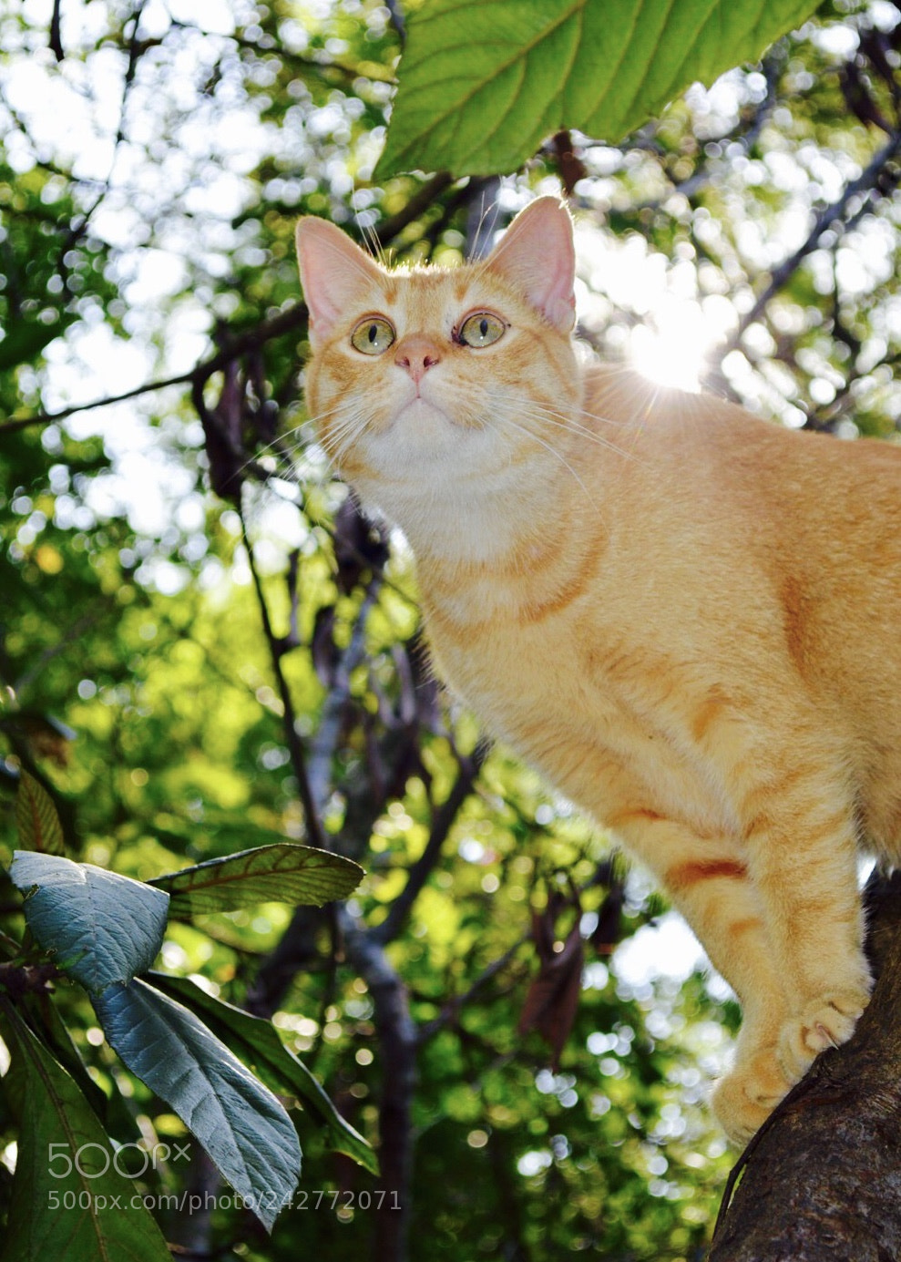 Nikon D3200 sample photo. Maky in the tree photography