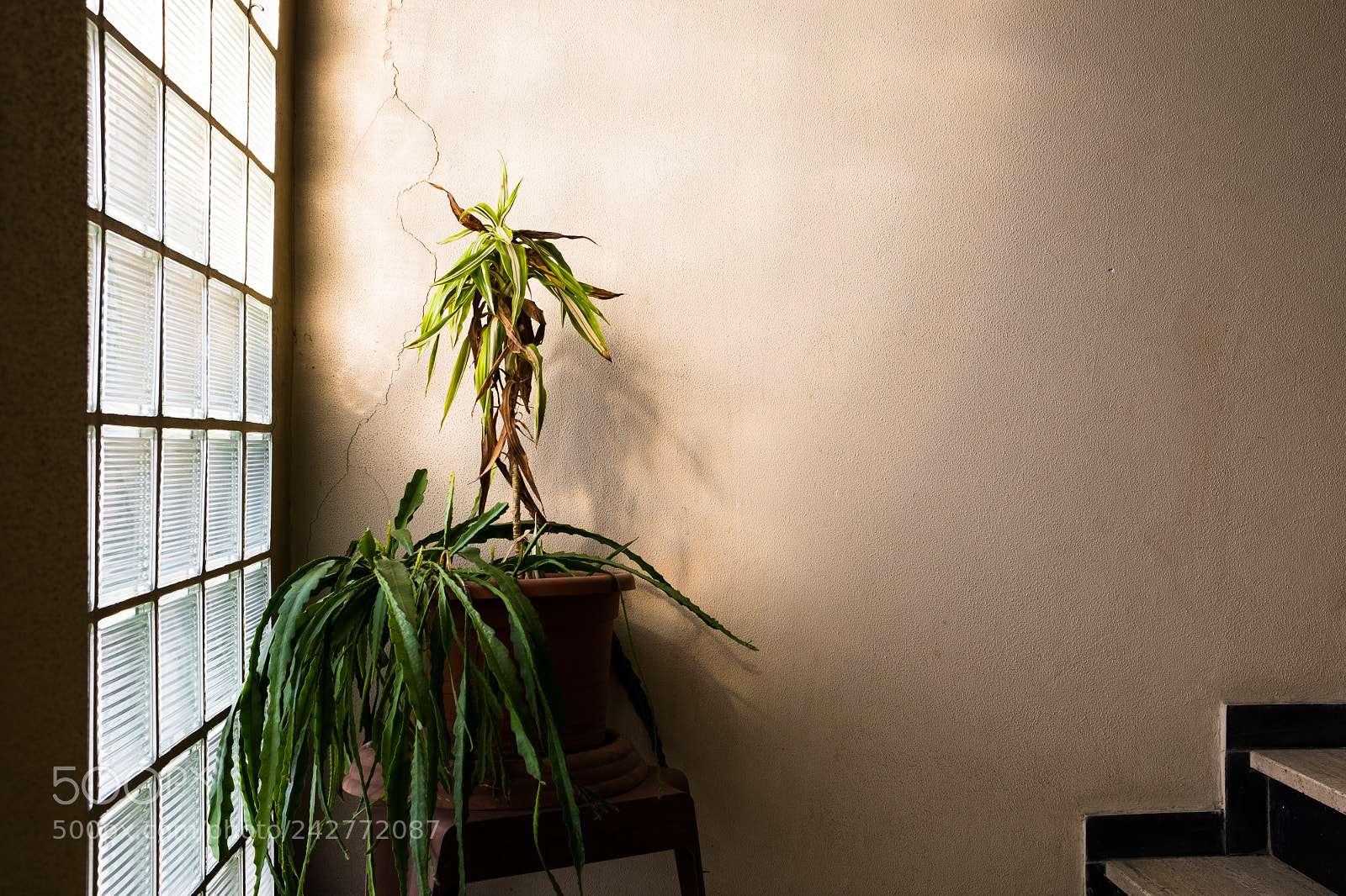 Fujifilm X100F sample photo. Reaching for the sun photography