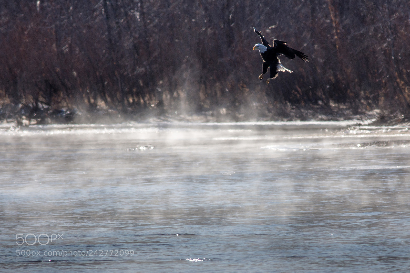 Nikon D7200 sample photo. Misty water eagle photography