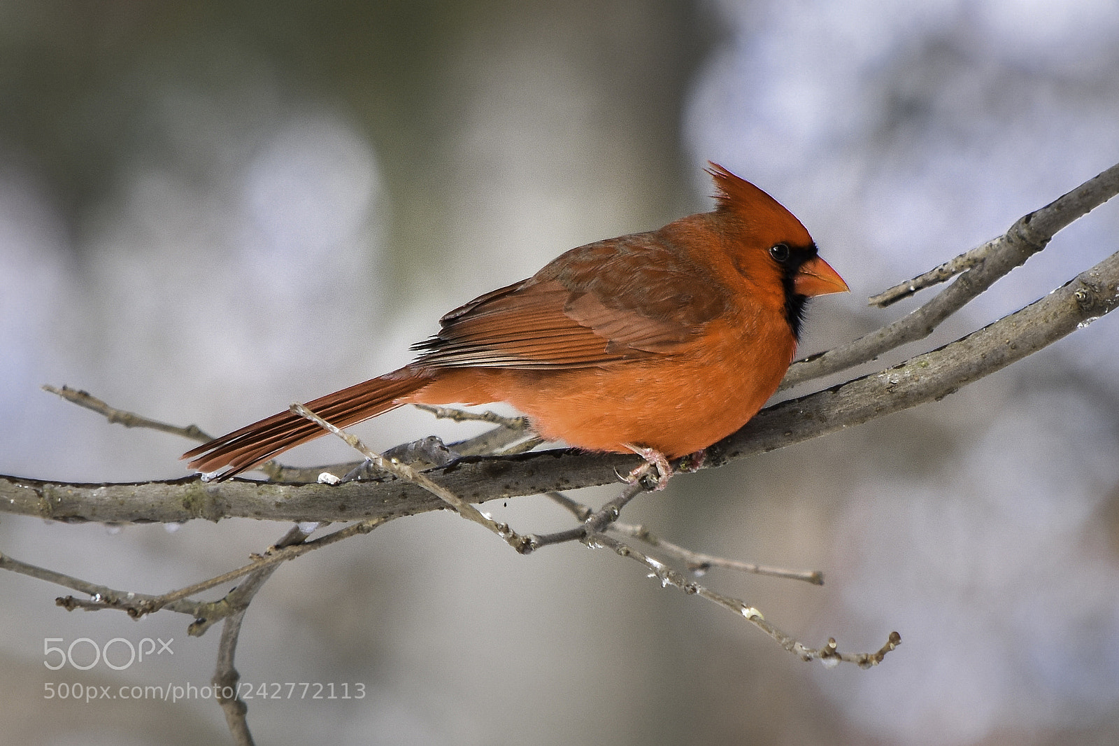 Nikon D5500 sample photo. Cardinal photography