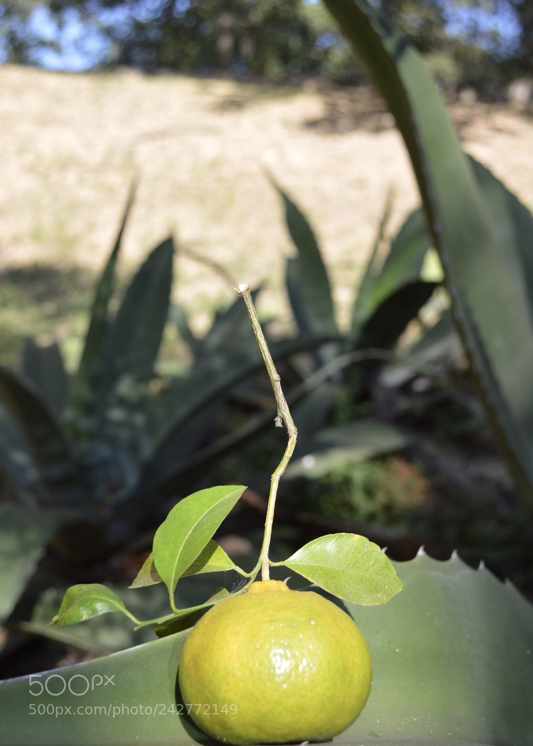 Nikon D3200 sample photo. Tangerine photography
