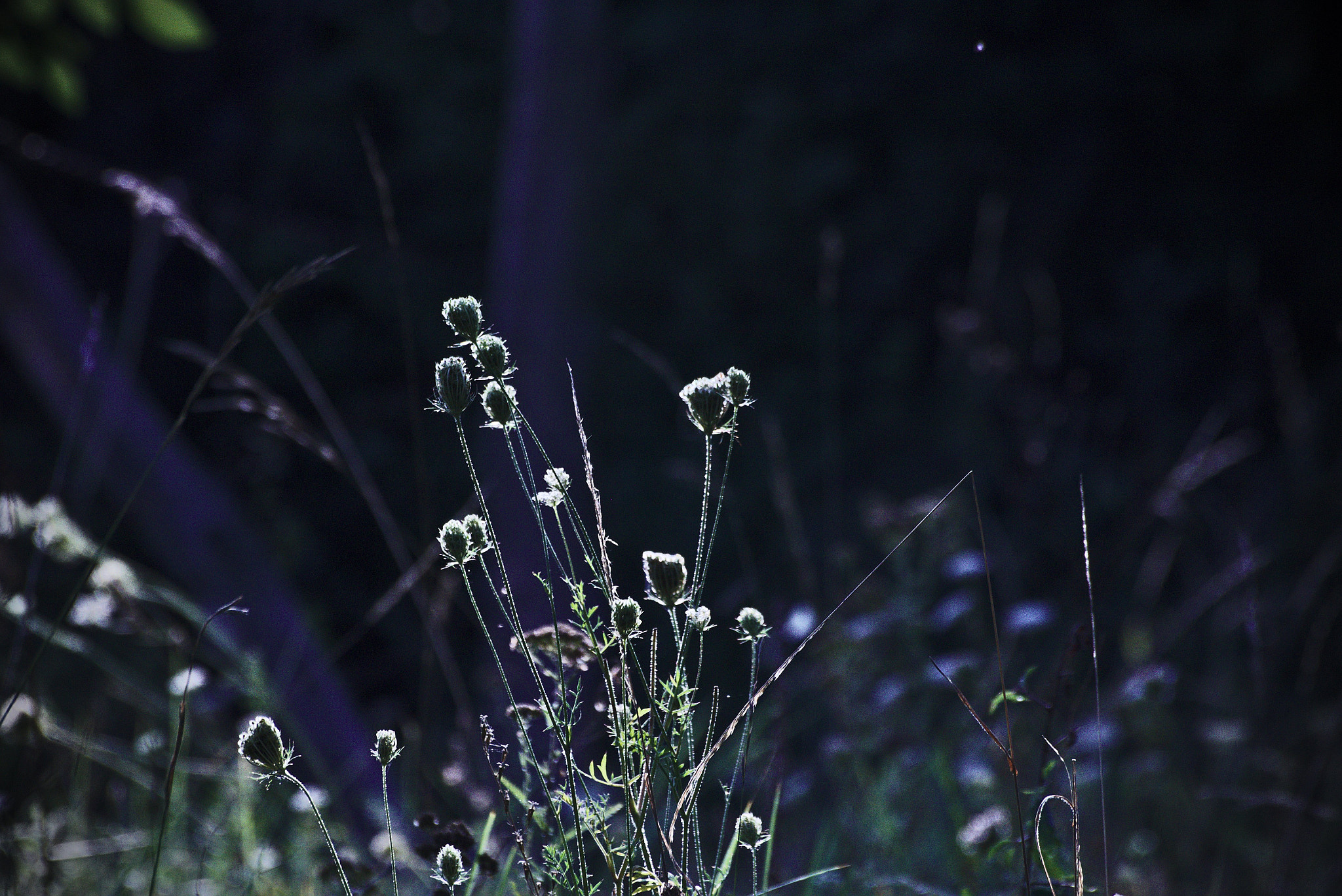 Canon EOS 750D (EOS Rebel T6i / EOS Kiss X8i) sample photo. Untitled photography