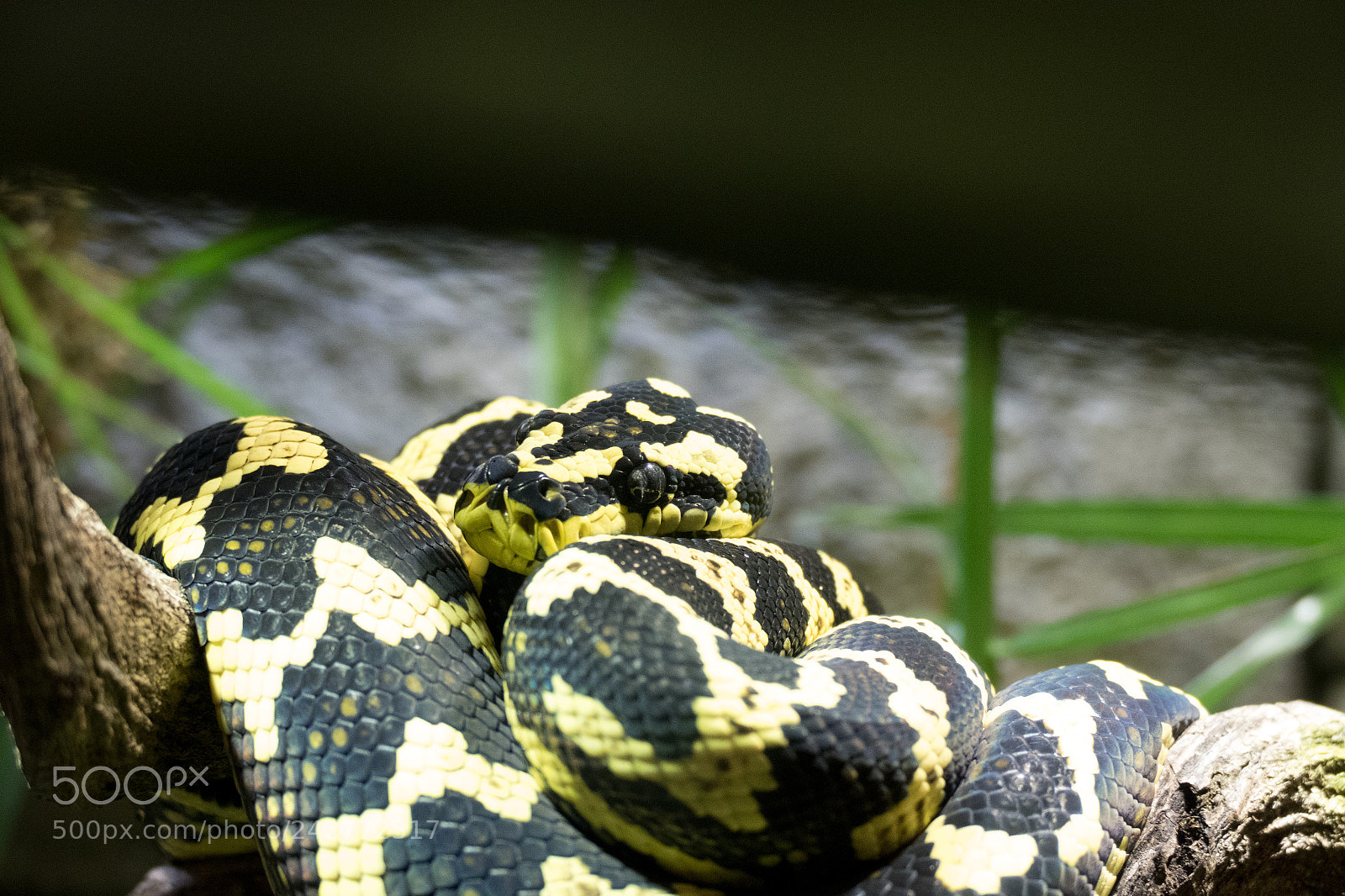 Panasonic Lumix DMC-FZ1000 sample photo. Snake in a tree photography