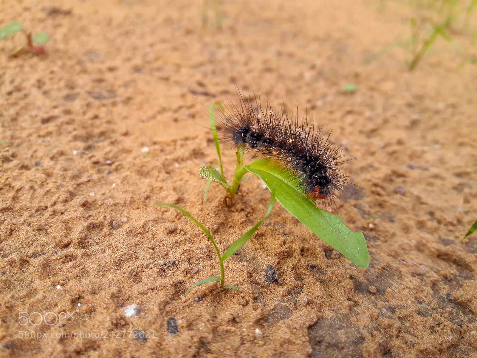Samsung Galaxy J7 sample photo. Furry insect photography