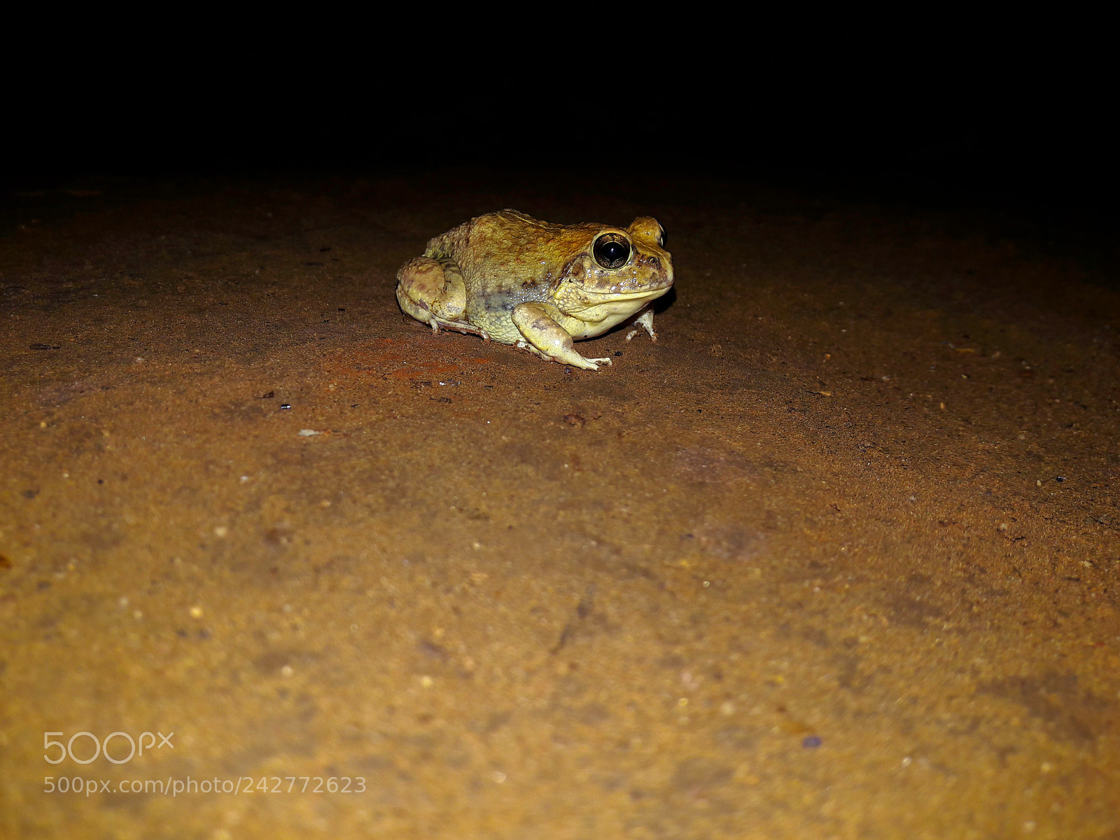 Samsung Galaxy J7 sample photo. Frogging  for frog photography