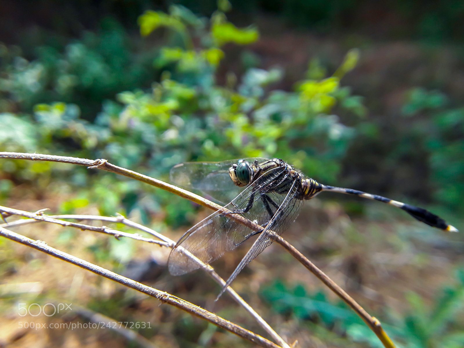 Samsung Galaxy J7 sample photo. Scaleup insect photography