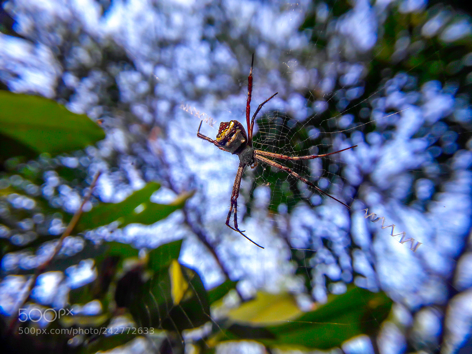 Samsung Galaxy J7 sample photo. Guarding spider photography
