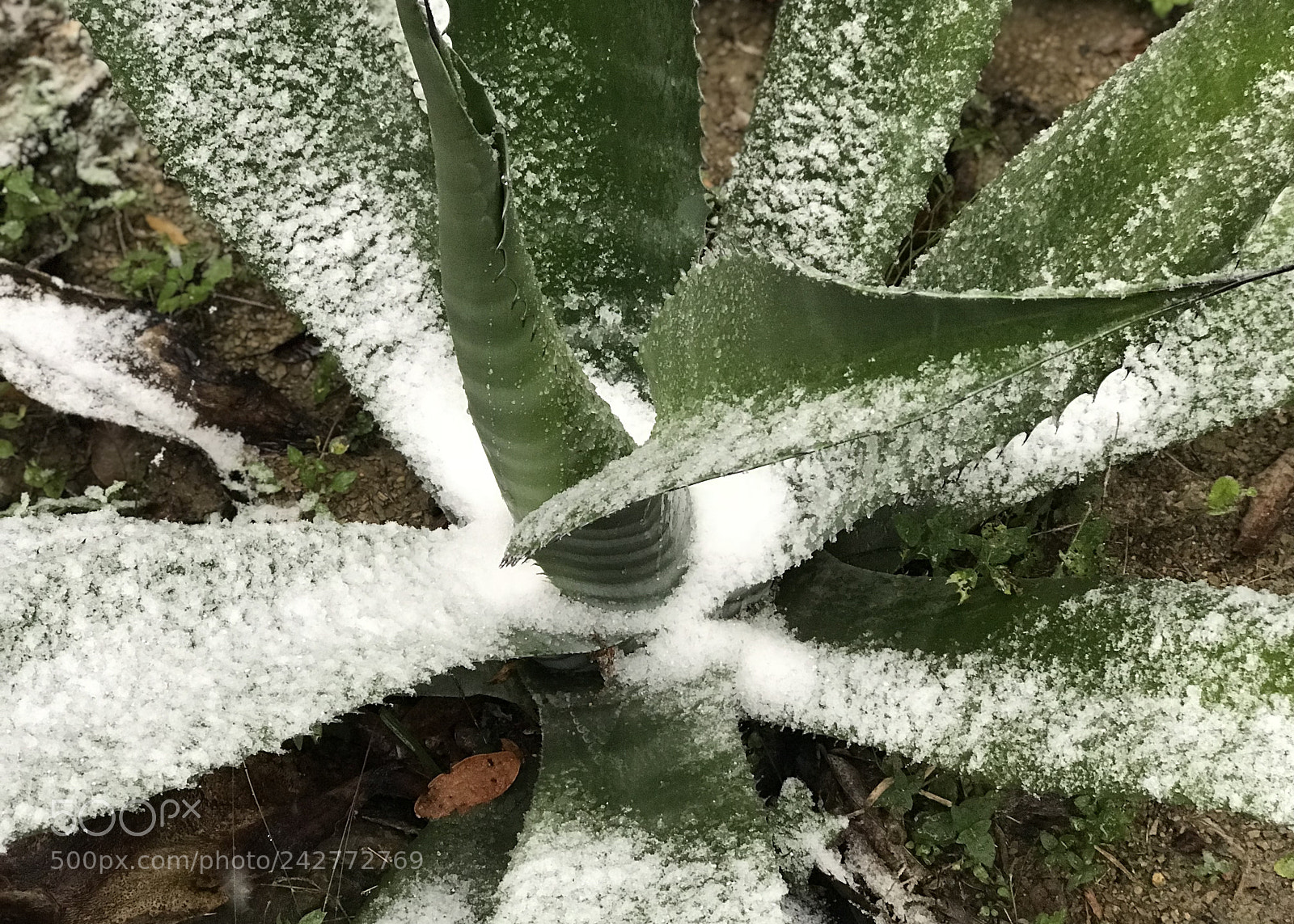 Apple iPhone 7 Plus sample photo. Ice on the cactus photography