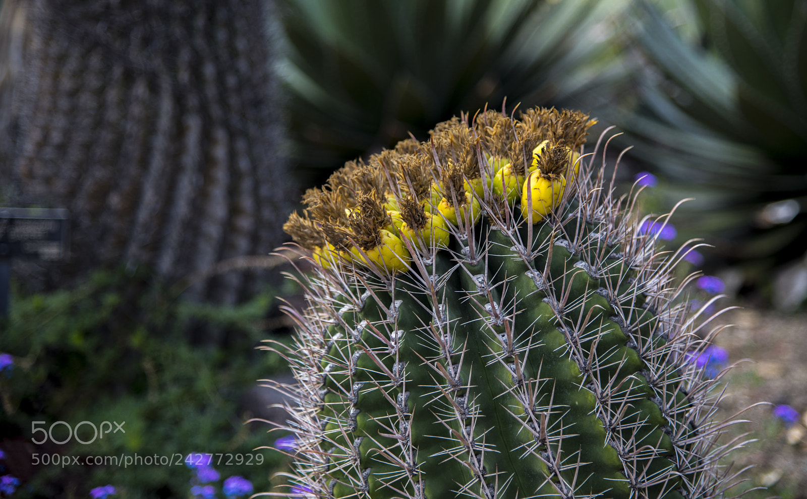 Nikon D810 sample photo. Cactus bloom photography