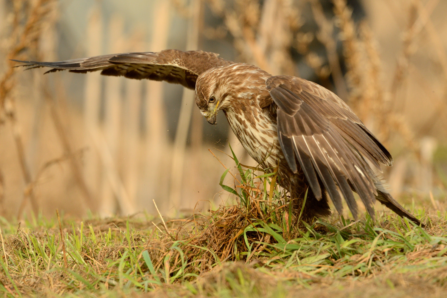 Nikon D4 + Nikon AF-S Nikkor 500mm F4G ED VR sample photo. Hunting photography