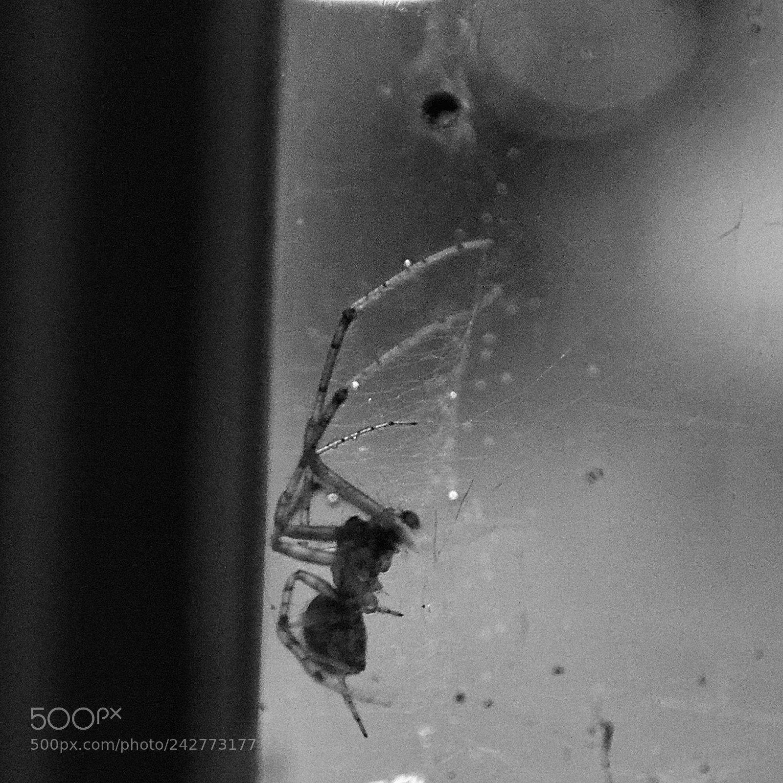 Nikon D3100 sample photo. Spider photography