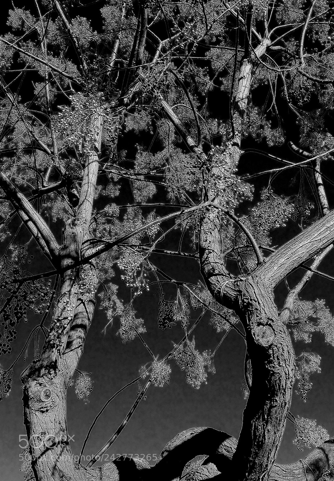 HUAWEI P8 Lite sample photo. Winter tree photography